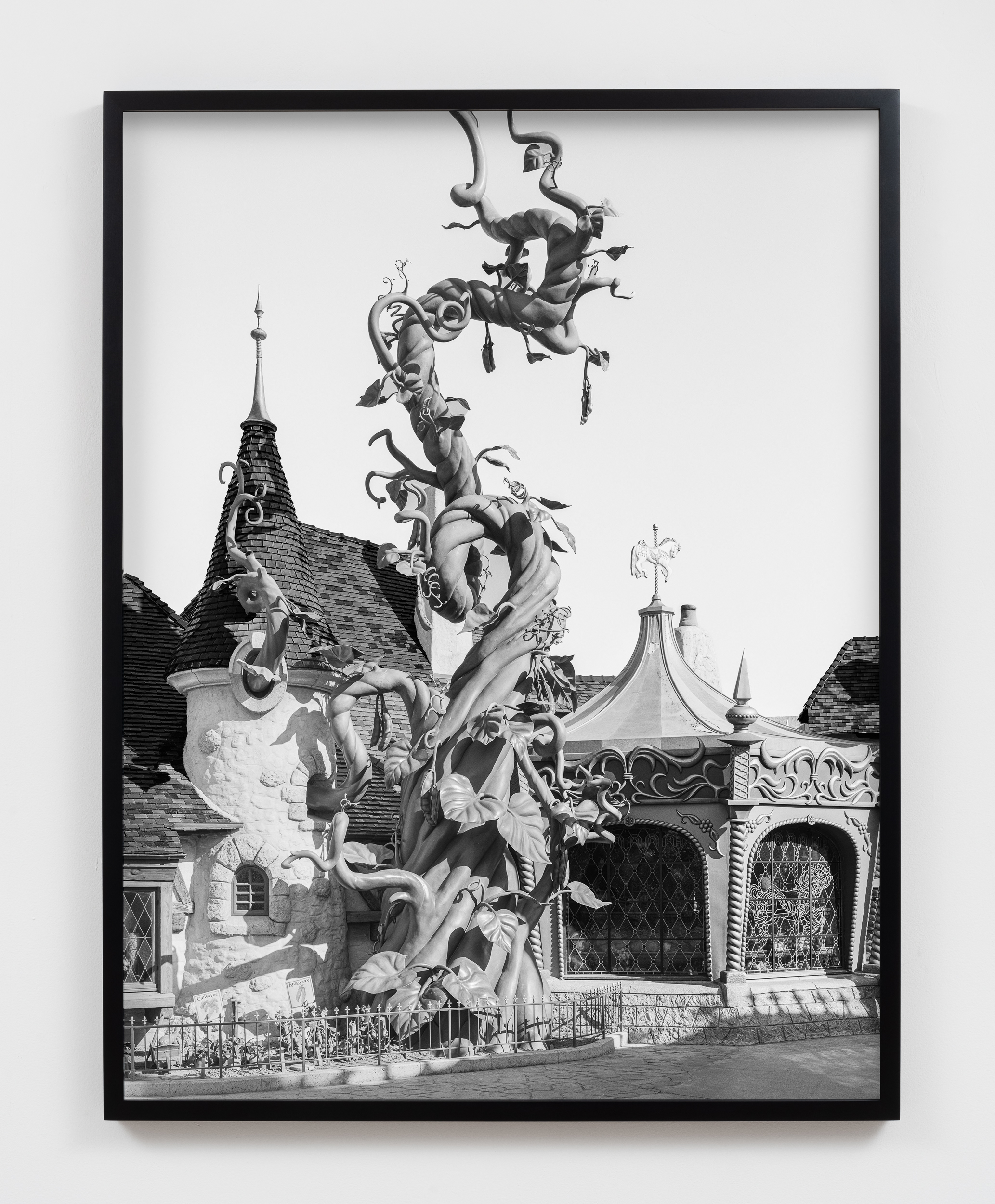 Catherine Wagner<br><em>Enchanted Beanstalk</em>, 1995/2024<br>Archival pigment print<br>51 3/8 x 39 3/4 x 2 inches / 130.5 x 101 x 5.1 cm